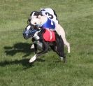 Image 9 in WHIPPET RACING