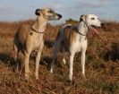 Image 14 in MY WHIPPETS
