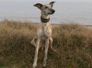 Image 9 in MY WHIPPETS