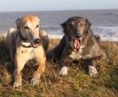 LURCHERS