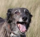 Image 10 in LURCHERS