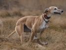 Image 11 in LURCHERS