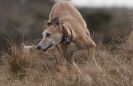 Image 12 in LURCHERS