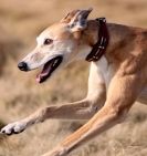 Image 13 in LURCHERS