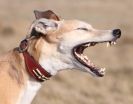 Image 14 in LURCHERS