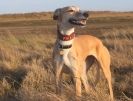 Image 3 in LURCHERS