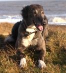 Image 6 in LURCHERS