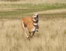 Image 8 in LURCHERS