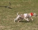 Image 10 in WHIPPET LURE COURSING
