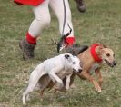 Image 11 in WHIPPET LURE COURSING