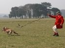 Image 12 in WHIPPET LURE COURSING