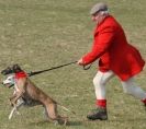 Image 13 in WHIPPET LURE COURSING