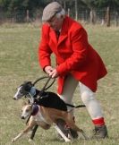 Image 14 in WHIPPET LURE COURSING