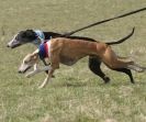 Image 15 in WHIPPET LURE COURSING
