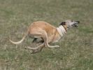 Image 16 in WHIPPET LURE COURSING