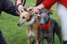 Image 17 in WHIPPET LURE COURSING