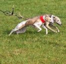 Image 18 in WHIPPET LURE COURSING