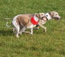 Image 19 in WHIPPET LURE COURSING