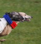 Image 20 in WHIPPET LURE COURSING