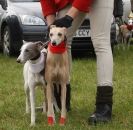 Image 21 in WHIPPET LURE COURSING