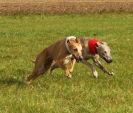 Image 22 in WHIPPET LURE COURSING