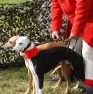 Image 25 in WHIPPET LURE COURSING