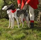 Image 26 in WHIPPET LURE COURSING