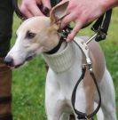 Image 27 in WHIPPET LURE COURSING