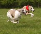 Image 28 in WHIPPET LURE COURSING