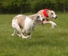 Image 28 in WHIPPET LURE COURSING