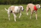 Image 29 in WHIPPET LURE COURSING