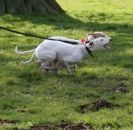 Image 3 in WHIPPET LURE COURSING