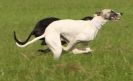 Image 30 in WHIPPET LURE COURSING