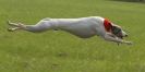 Image 31 in WHIPPET LURE COURSING