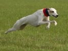 Image 32 in WHIPPET LURE COURSING