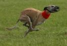 Image 33 in WHIPPET LURE COURSING