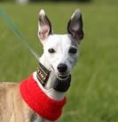 Image 35 in WHIPPET LURE COURSING