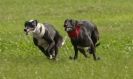 Image 36 in WHIPPET LURE COURSING