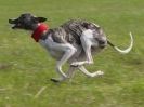 Image 37 in WHIPPET LURE COURSING