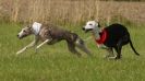 Image 38 in WHIPPET LURE COURSING