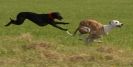 Image 39 in WHIPPET LURE COURSING