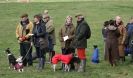 Image 4 in WHIPPET LURE COURSING