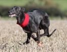 Image 40 in WHIPPET LURE COURSING