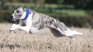 Image 41 in WHIPPET LURE COURSING