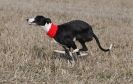 Image 42 in WHIPPET LURE COURSING