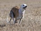 Image 43 in WHIPPET LURE COURSING