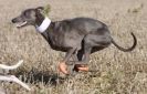 Image 44 in WHIPPET LURE COURSING