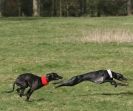 Image 7 in WHIPPET LURE COURSING