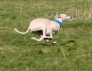 Image 8 in WHIPPET LURE COURSING