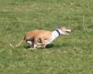Image 9 in WHIPPET LURE COURSING